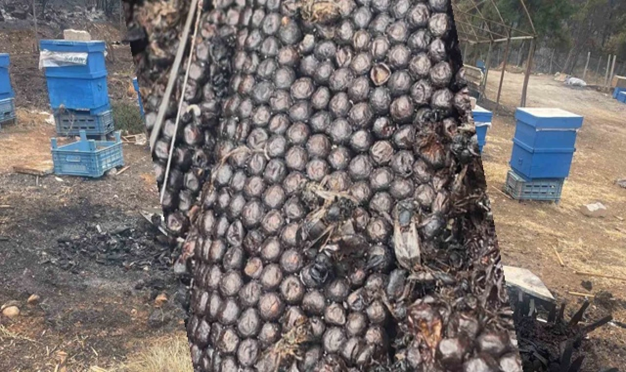 Milyonlarcası ateşe uçtu bir daha geri dönmedi