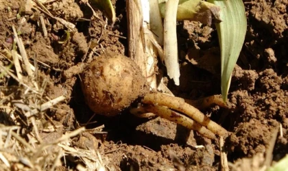 Fındığa ve çaya alternatif oldu: Kilosu bin 500 TL'den satılıyor