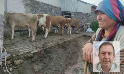 Ardahan'da Şap Hastalığı Darbe Vurdu: "Üreticinin Zararı Karşılanmalı"