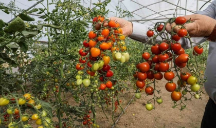 Van’da ata tohum ile elde edilen ürünlerin hasadı yapıldı