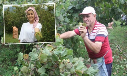 Yeşil altın fındıkta hasat başladı